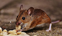 24 Hour & Emergency Exterminators in Edinburg, ND